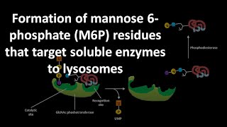 Formation of mannose 6 phoshate or M6P residues that target soluble enzymes to lysosomes [upl. by Jobey448]