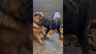 Rottweiler Pulls Out Ball From German Shepherd Mouth shorts rottweiler dogs namitaology bubzee [upl. by Amor]