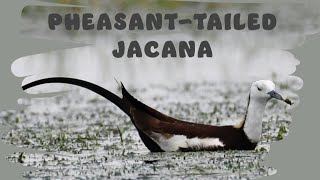 Pheasant Tailed Jacana  worldweexplored jacana birds [upl. by Yllier871]