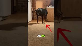 This Dog Loves To Give His Owner A Jumpscare [upl. by Earvin]