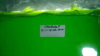 Kultur Phytoplankton jenis chlorella Media Aquarium UGOPLANKTON [upl. by Lose]