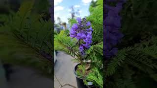 Bonsai Blue Dwarf Jacaranda [upl. by Ettari]