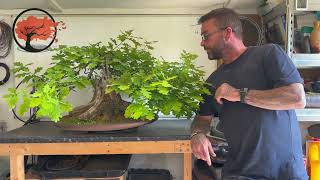 English Oak Bonsai Pruning And Partial Defoliation [upl. by Nerraj]