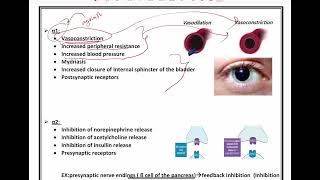 Adrenergic Agonists [upl. by Uamak]