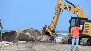 Raw Video Workers cut up beached whale for disposal [upl. by Anij]