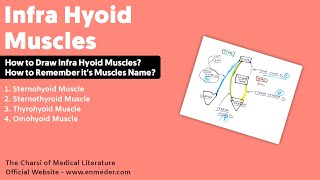 Infra Hyoid Muscles  Thyrohyoid Sternothyroid Sternohyoid and Omohyoid Muscle [upl. by Fairlie470]