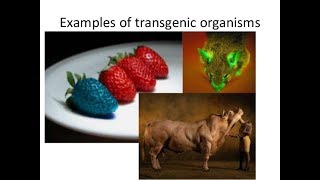 Transgenic organisms  Padeepz  Zoology [upl. by Annayr]