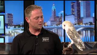 Zoo Day European Barn Owl [upl. by Evelc]