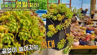 근사한 목대가 돋보이는 다육식물 명월황려 Sedum adolphii Golden Glow [upl. by Flemings724]