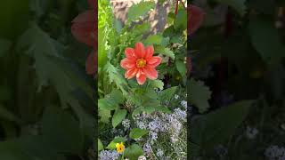 How To Grow Dahlias from Seeds planting guide in the description [upl. by Krishna632]