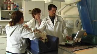 Urinary Tract Infections in Dogs UTIs [upl. by Otnas544]