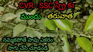 CVR  SSC మట్టి ద్రావణం ఫలితం 10 రోజుల్లోనే CVR SoilTechnic PadalaGoutham [upl. by Derte]