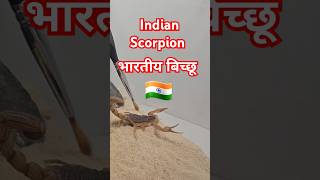 Scorpions of India Hottentotta SP India [upl. by Pence]