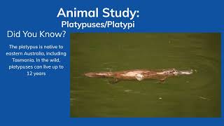 Animal Study PlatypusesPlatypi facts animalfacts [upl. by Bennett300]