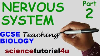 The Nervous System Part 2 GCSE BIOLOGY SCIENCE [upl. by Ottillia249]