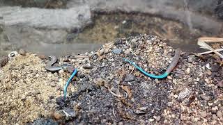 Gran canaria skinks Chalcides sexlineatus just born today [upl. by Tchao408]