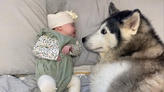 2 amp Half Year Story From Husky Protecting Unborn Baby To Baby Falling In Love With Our Husky😭 [upl. by Engelhart968]