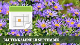 Blütenkalender September  Gräser Wasserdost Fetthenne Aster Calluna [upl. by Esch842]