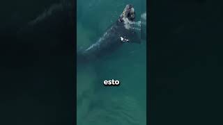 pequeñas gaviotas que pueden matar ballenas gigantes 🕊️🕊️🐳🐳 [upl. by Zeph375]