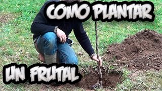 Como Plantar Un Arbol Frutal  Vergel Organico  La Huertina De Toni [upl. by Oterol]