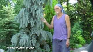 Colorado Spruce  Picea pungens The Blues American Conifer Society [upl. by Aimak]