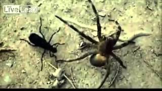 Araña Brasileña vs Tarántula Halcón Avispa Naturaleza [upl. by Aronas722]