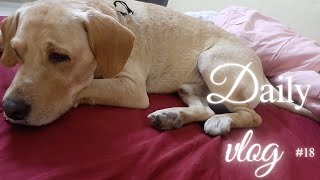 Daily vlogs  vlog  18  Romeo Labrador  Life of Romeo Labrador  Night Feeding  Stray Dogs [upl. by Asilat]