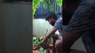 Root இருக்கு Beetஅ காணோம் எங்க போயிடுக்கும்👀😂  Mr Makapa shorts [upl. by Ettenot583]