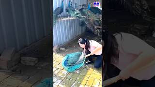 Amazing peacock catching moment newsong music rap lovesong bdsports birds [upl. by Sorips]