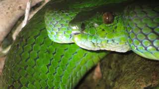 Trimeresurus flavomaculatus Philippine pit viper [upl. by Hines]