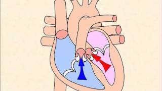 Cardiac Cycle [upl. by Alegnasor190]