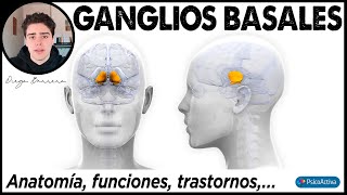 Qué son los Ganglios Basales dónde están ubicados para qué sirven y qué enfermedades provocan [upl. by Saidnac446]
