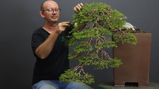 Juniper procumbens bonsai styling [upl. by Ellehcsor]