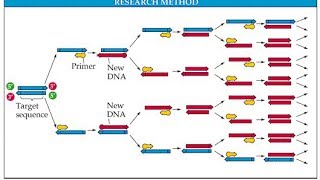 PCR polymerase chain reaction in detail [upl. by Atalee82]