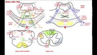 Pons simplified sections of internal structure [upl. by Netsew876]