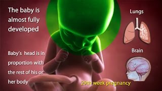 29 Weeks Pregnant What is Happening in 29th Week of Pregnancy [upl. by Nerehs]