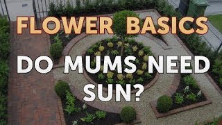 Do Mums Need Sun [upl. by Woodrow]