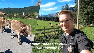 Almabtrieb  Tannheim 2023 im Tannheimer Tal  Viehscheid  Alpfahrt [upl. by Allare]