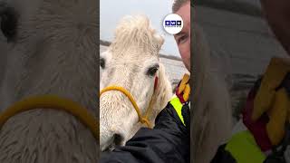 SPCA rescues animals from Cape storm aftermath [upl. by Derrej]