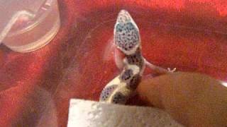 How a baby Leopard Gecko sounds [upl. by Enylcaj]