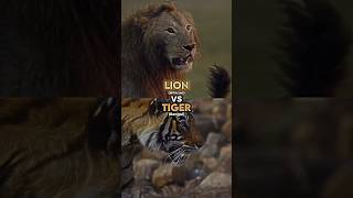 Lion vs Tiger [upl. by Trask]