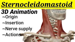 Sternocleidomastoid muscle  3D anatomy  Head and Neck  MedCracker [upl. by Avonasac386]