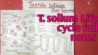 Taenia solium Life cycle  full notes explain in hindi [upl. by Kazue]