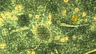 Amazing microscopic Video Contractile Vacuoles in Paramecium Caudata [upl. by Eiclud663]