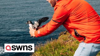 Icelanders help baby puffins start their migration  by throwing them off a cliff  SWNS [upl. by Navonoj]