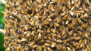 Honey Bee Swarm Behavior Up Close and Personal What does a Honeybee Swarm Look lIke [upl. by Irem]