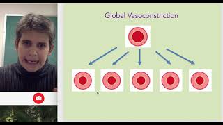 Vasoconstriction and Vasodilation [upl. by Evangelina]