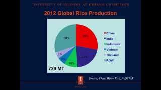 STTD of phosphorus in rice bran with and without phytase supplementation in swine diets [upl. by Bodkin885]