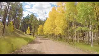 Fall Drive Kaibab National Forest Road 205 [upl. by Ssecnirp]