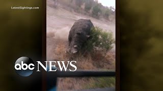 Rhino gives chase to tourists on safari l ABC News [upl. by Mutat571]